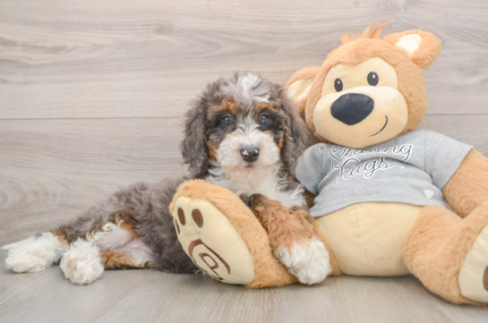 Mini Bernedoodle Puppy for Adoption