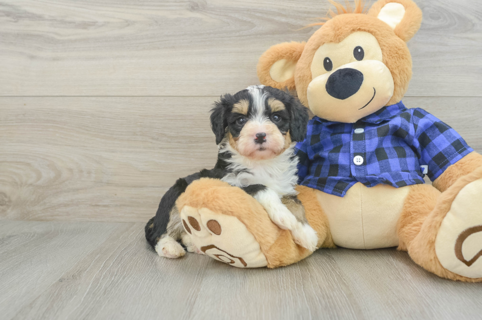 5 week old Mini Bernedoodle Puppy For Sale - Windy City Pups