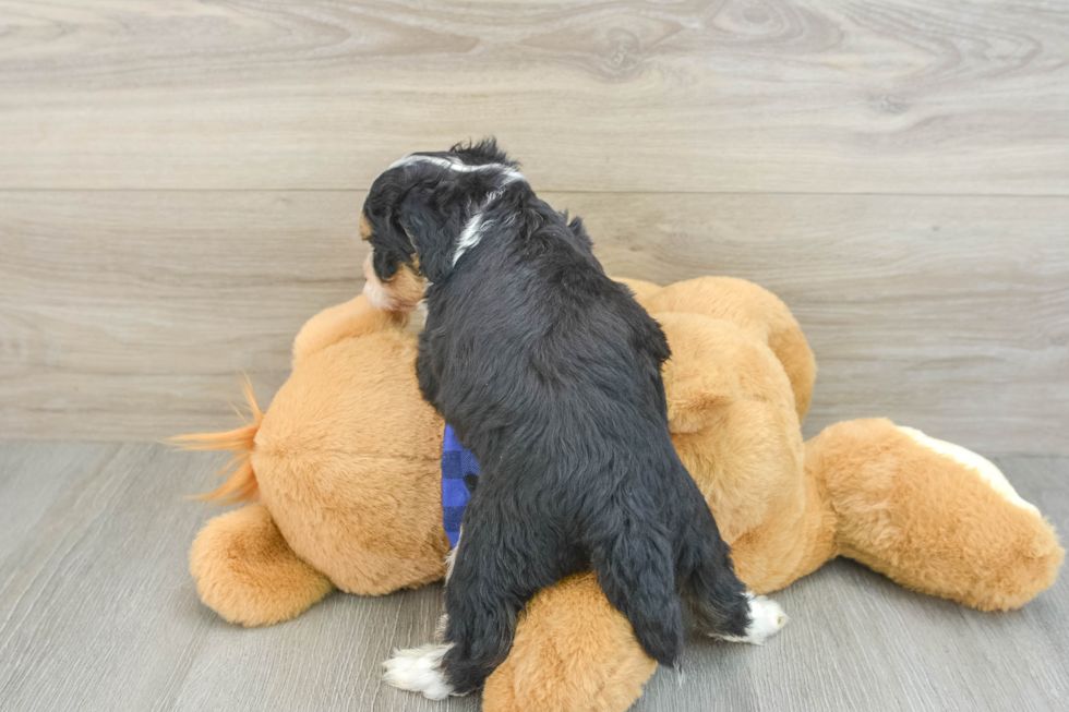 Playful Mini Bernesepoo Poodle Mix Puppy