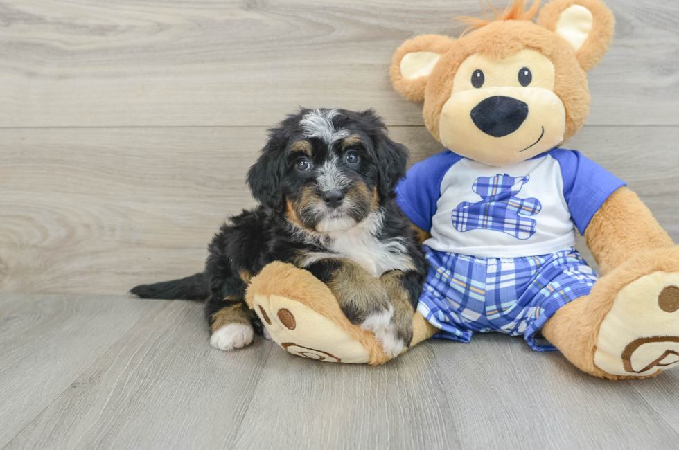 6 week old Mini Bernedoodle Puppy For Sale - Windy City Pups