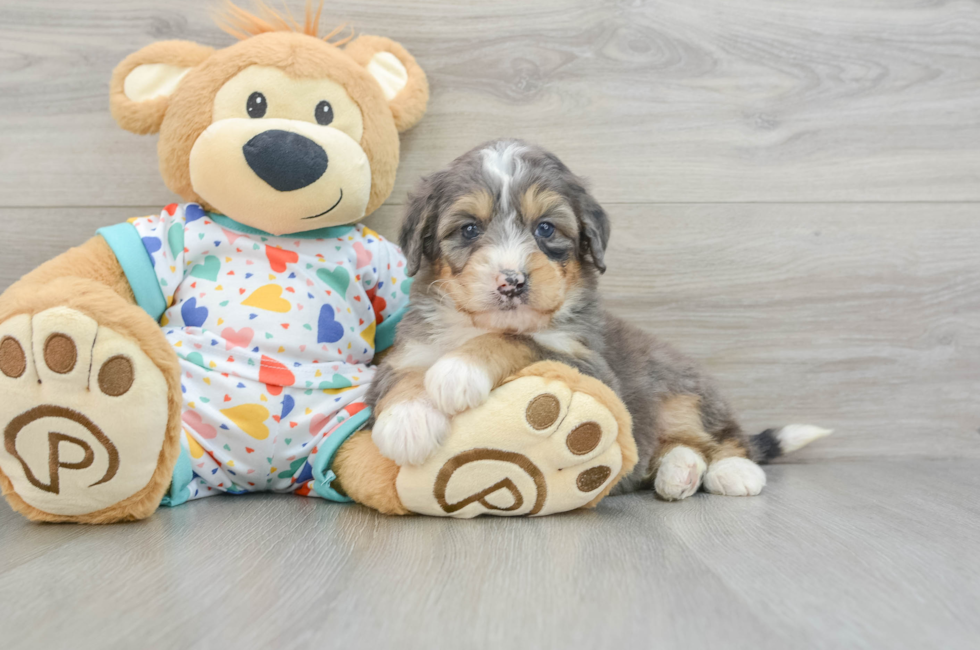 6 week old Mini Bernedoodle Puppy For Sale - Windy City Pups