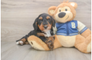 Best Mini Bernedoodle Baby