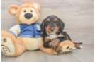 Mini Bernedoodle Puppy for Adoption