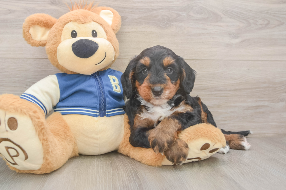 5 week old Mini Bernedoodle Puppy For Sale - Windy City Pups