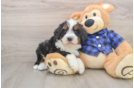 Best Mini Bernedoodle Baby