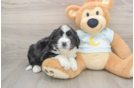 Mini Bernedoodle Pup Being Cute