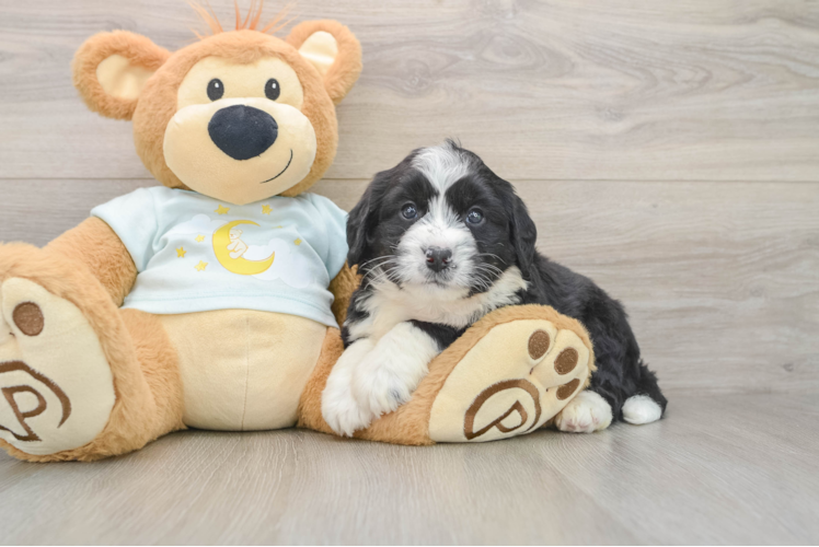 Energetic Mini Bernesedoodle Poodle Mix Puppy