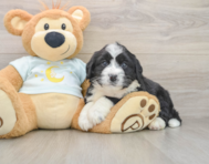 5 week old Mini Bernedoodle Puppy For Sale - Windy City Pups