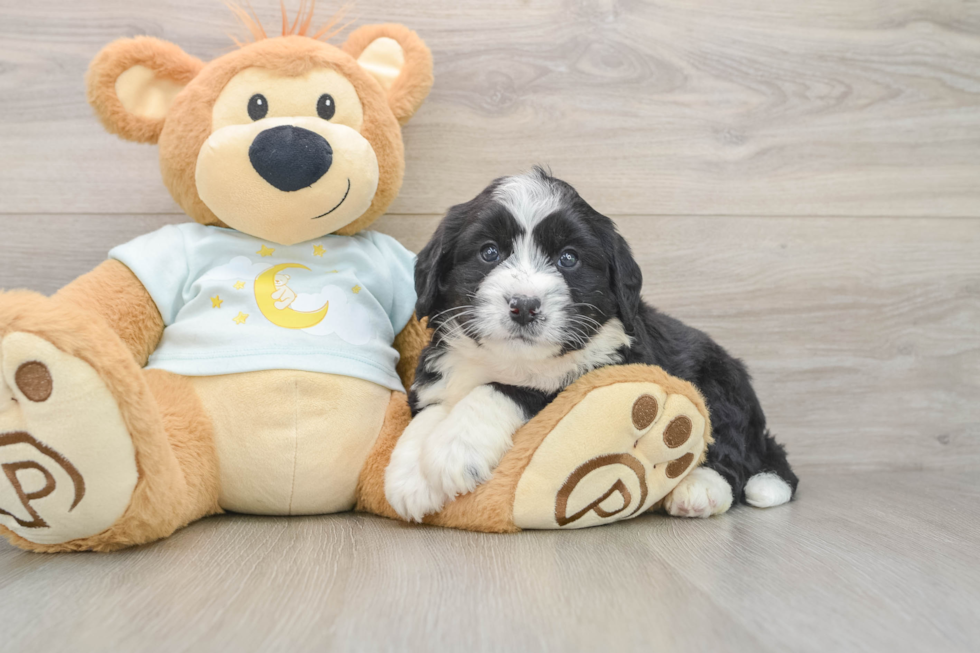 Energetic Mini Bernesedoodle Poodle Mix Puppy