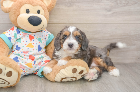 Best Mini Bernedoodle Baby