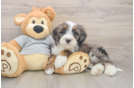 Hypoallergenic Mini Bernadoodle Poodle Mix Puppy
