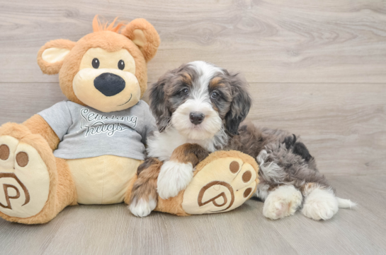 Hypoallergenic Mini Bernadoodle Poodle Mix Puppy