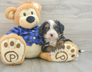 7 week old Mini Bernedoodle Puppy For Sale - Windy City Pups