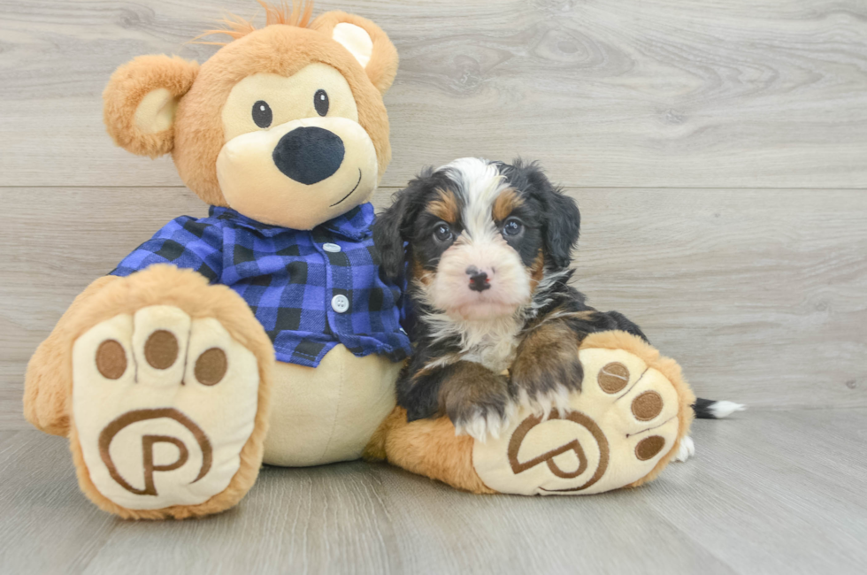 5 week old Mini Bernedoodle Puppy For Sale - Windy City Pups