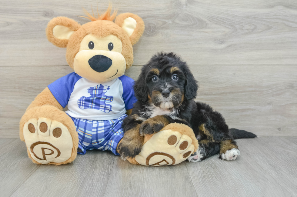 6 week old Mini Bernedoodle Puppy For Sale - Windy City Pups