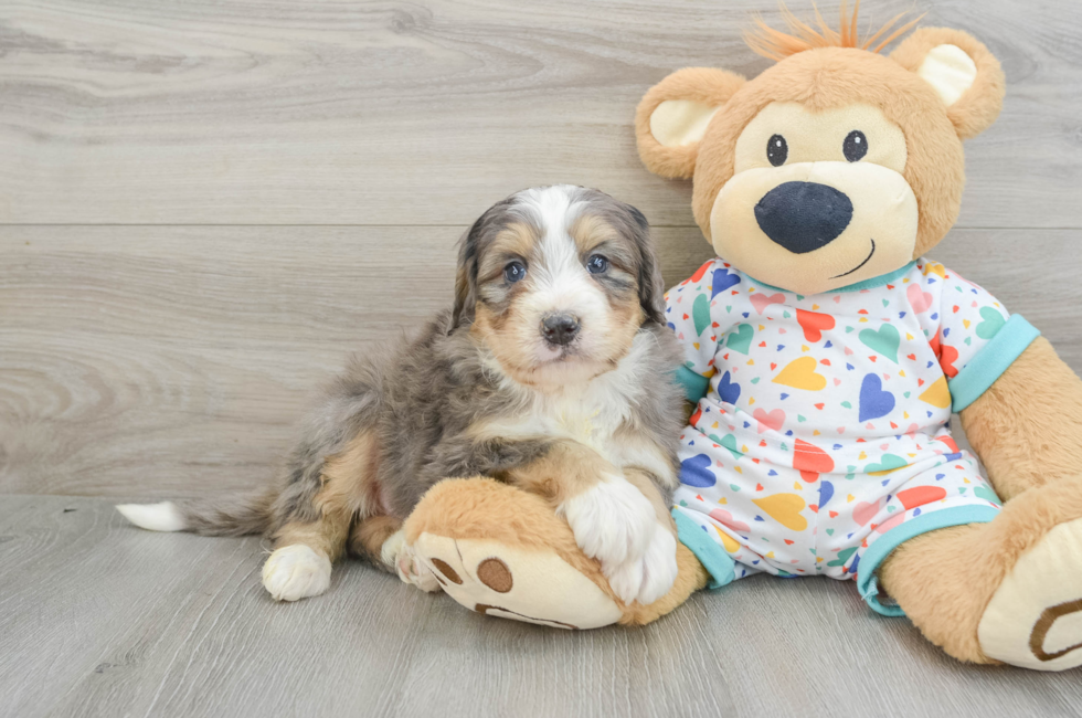 6 week old Mini Bernedoodle Puppy For Sale - Windy City Pups