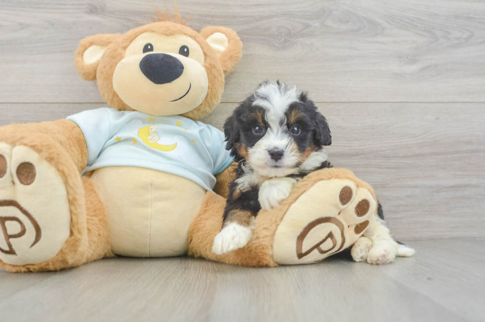 5 week old Mini Bernedoodle Puppy For Sale - Windy City Pups