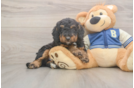 Best Mini Bernedoodle Baby