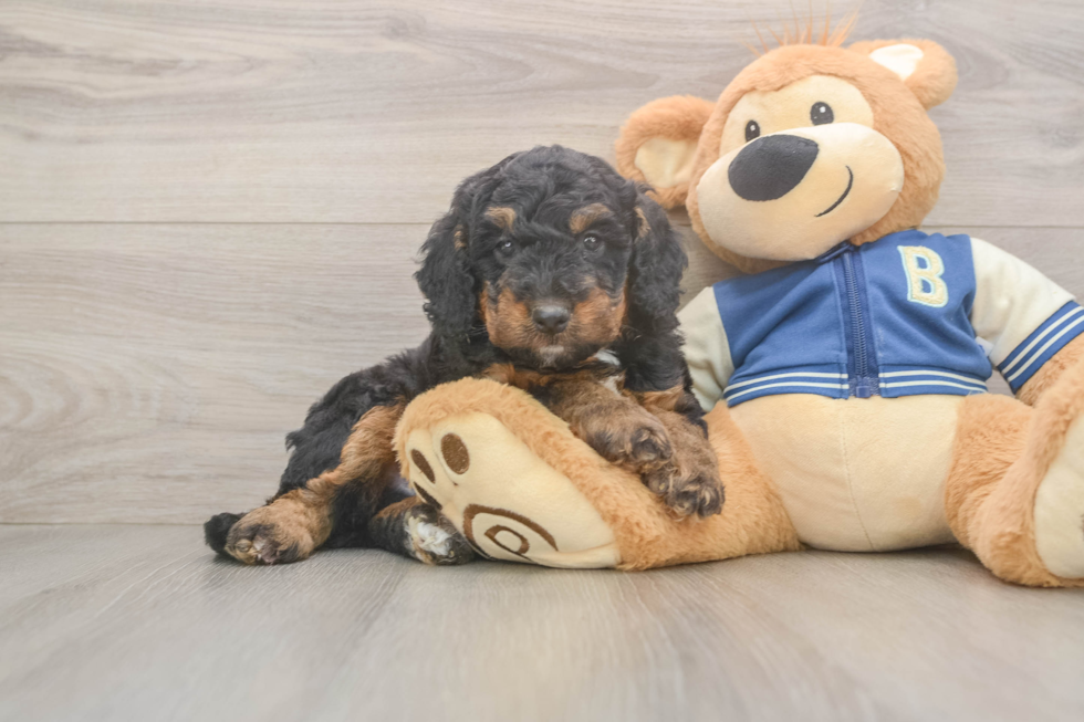 Best Mini Bernedoodle Baby