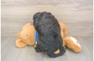 Best Mini Bernedoodle Baby
