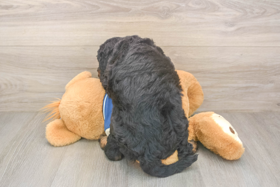 Best Mini Bernedoodle Baby