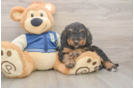 Friendly Mini Bernedoodle Baby
