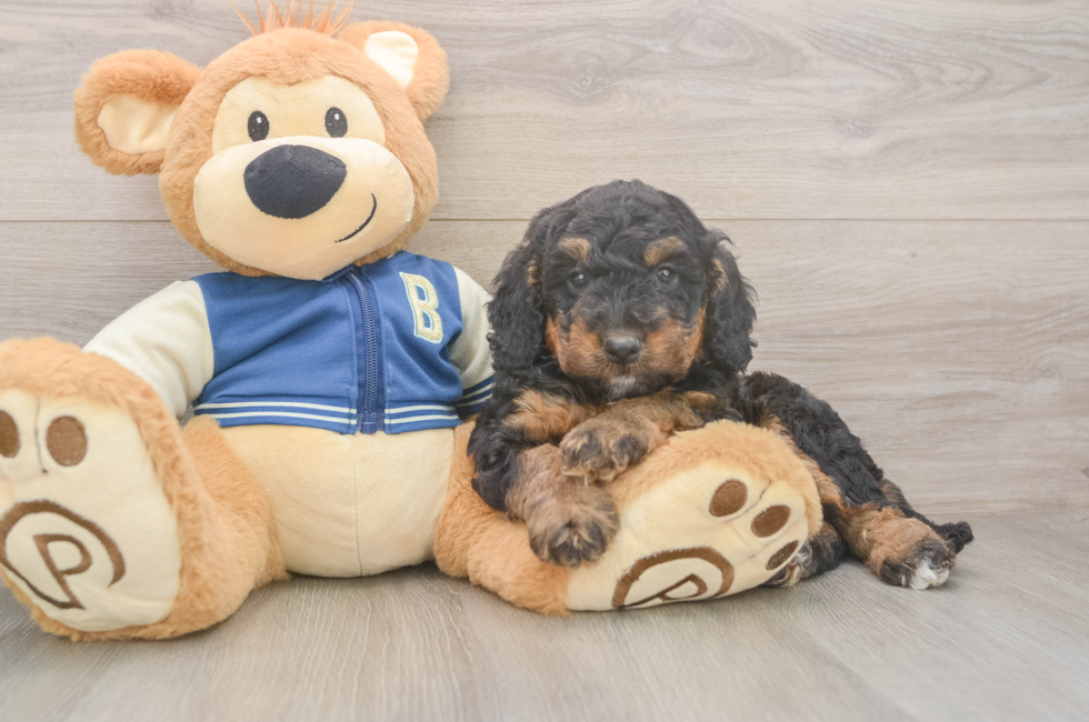 5 week old Mini Bernedoodle Puppy For Sale - Windy City Pups