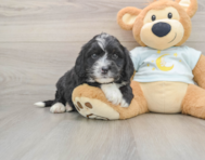 5 week old Mini Bernedoodle Puppy For Sale - Windy City Pups