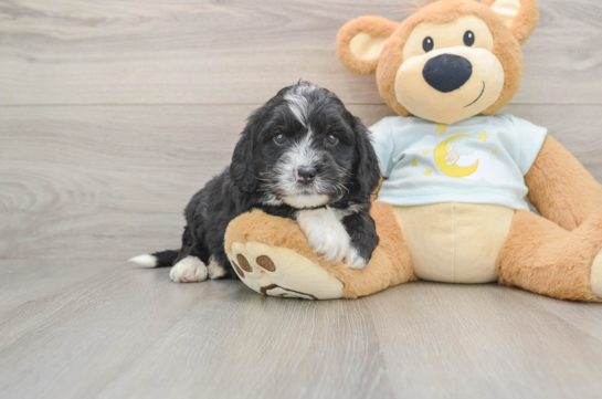 Best Mini Bernedoodle Baby