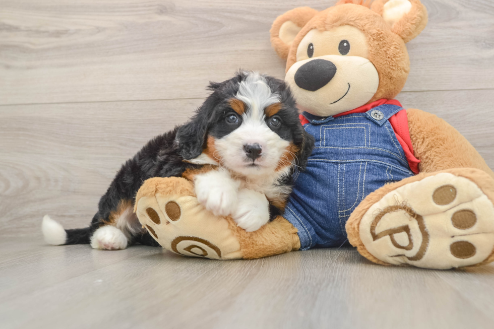 Best Mini Bernedoodle Baby