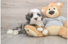 Energetic Bernese Doodle Poodle Mix Puppy