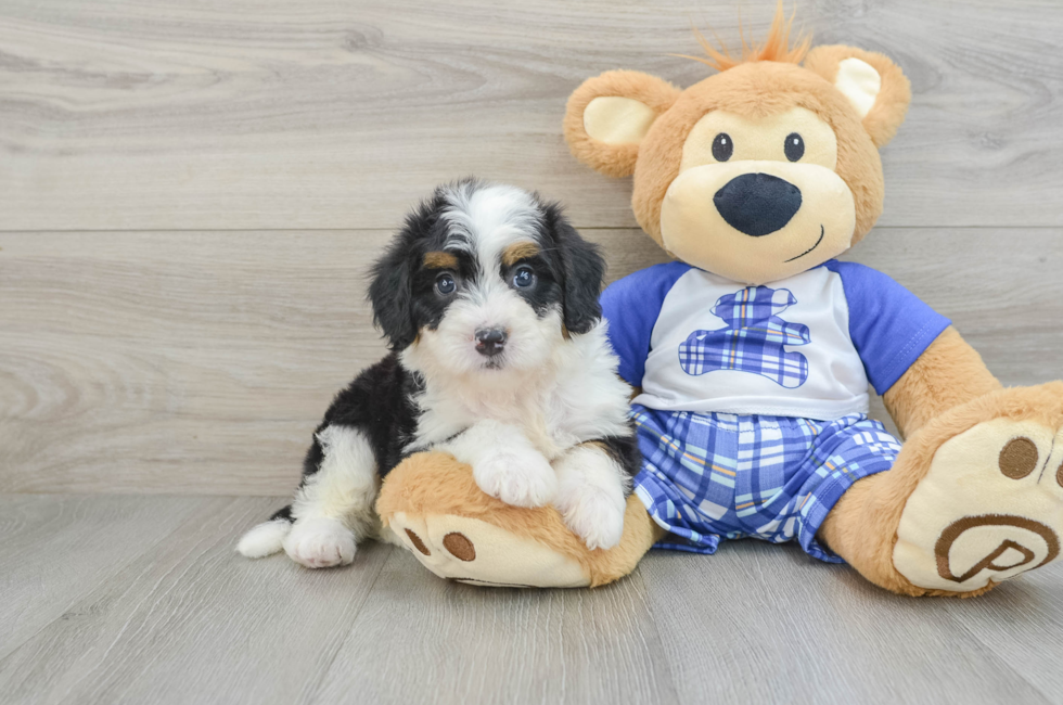 6 week old Mini Bernedoodle Puppy For Sale - Windy City Pups