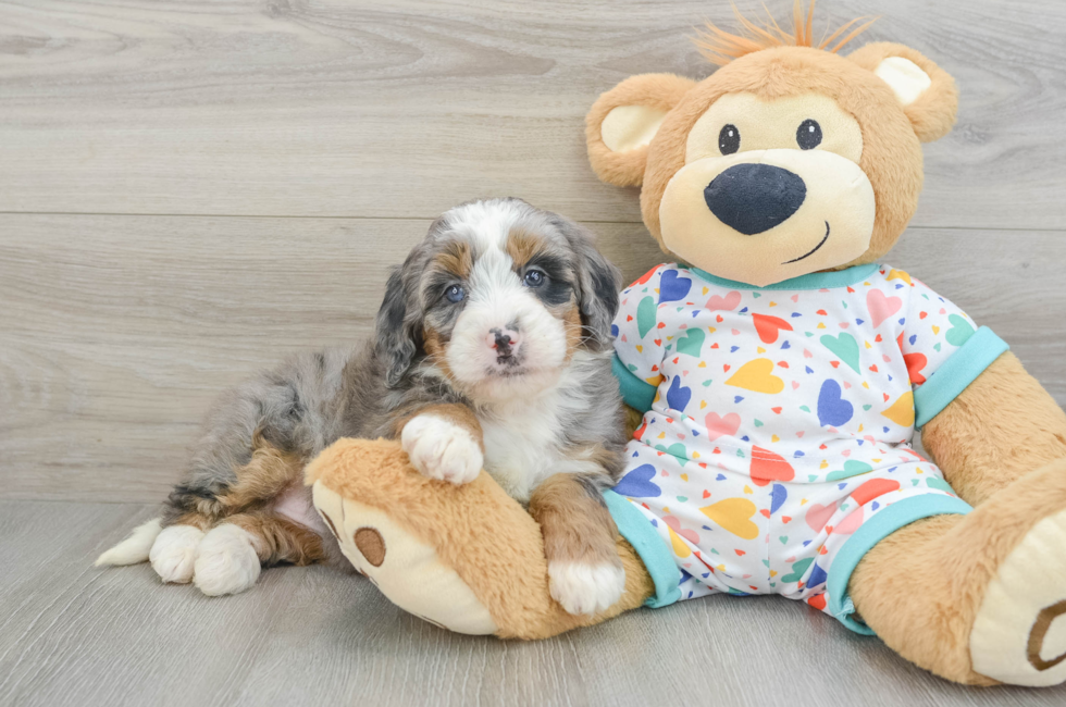 6 week old Mini Bernedoodle Puppy For Sale - Windy City Pups