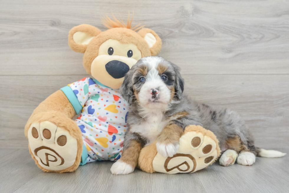 Mini Bernedoodle Puppy for Adoption