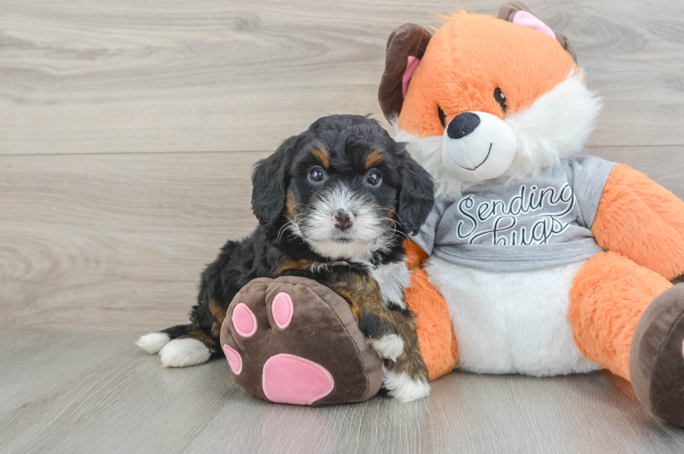6 week old Mini Bernedoodle Puppy For Sale - Windy City Pups