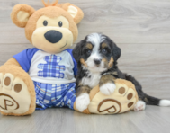 8 week old Mini Bernedoodle Puppy For Sale - Windy City Pups
