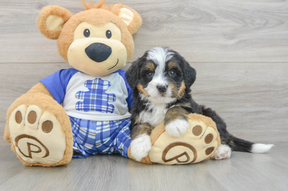 5 week old Mini Bernedoodle Puppy For Sale - Windy City Pups