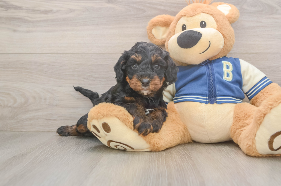 5 week old Mini Bernedoodle Puppy For Sale - Windy City Pups
