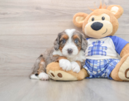 5 week old Mini Bernedoodle Puppy For Sale - Windy City Pups