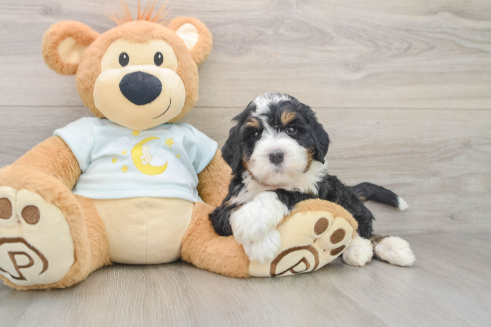 Playful Mini Bernepoo Poodle Mix Puppy