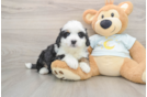 Friendly Mini Bernedoodle Baby