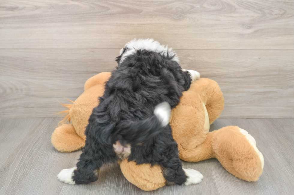 Mini Bernedoodle Puppy for Adoption