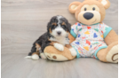 Popular Mini Bernedoodle Poodle Mix Pup
