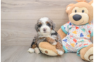 Mini Bernedoodle Puppy for Adoption