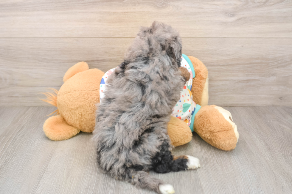 Mini Bernedoodle Pup Being Cute