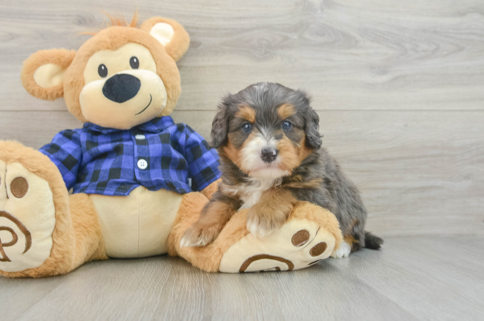 5 week old Mini Bernedoodle Puppy For Sale - Windy City Pups