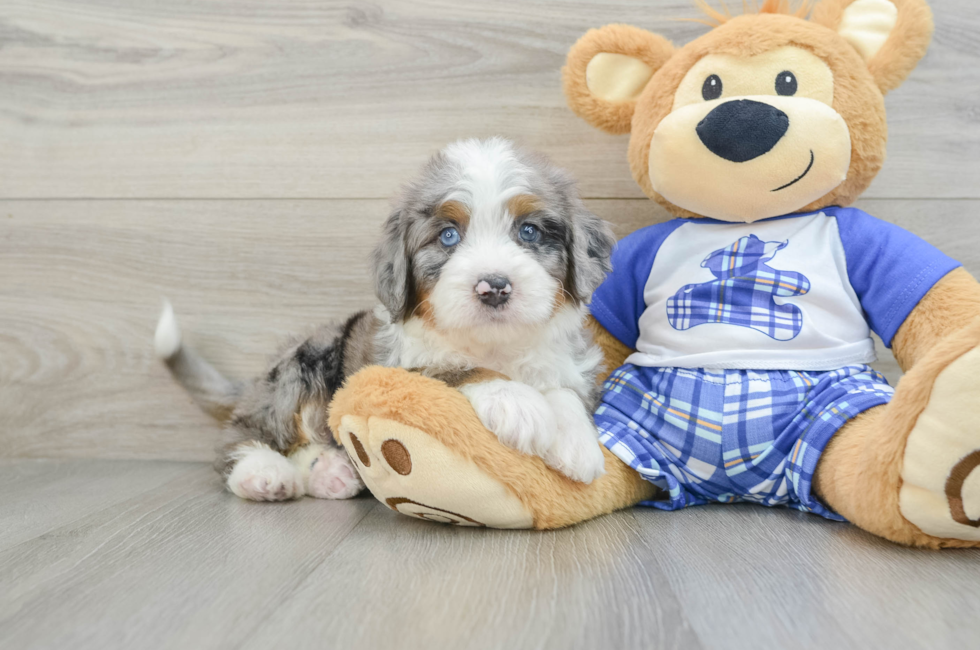 6 week old Mini Bernedoodle Puppy For Sale - Windy City Pups