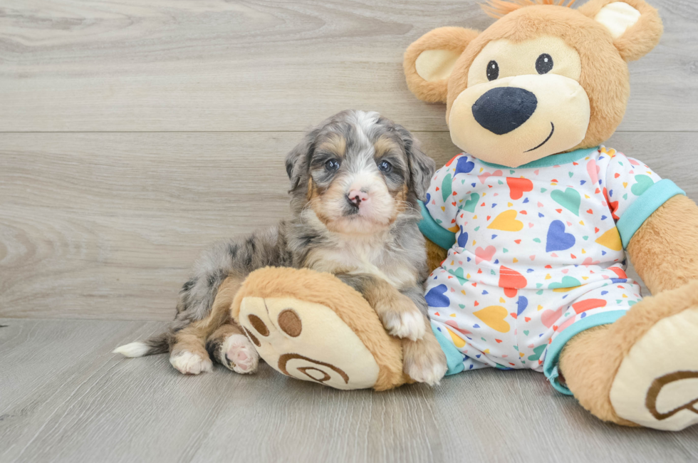 6 week old Mini Bernedoodle Puppy For Sale - Windy City Pups