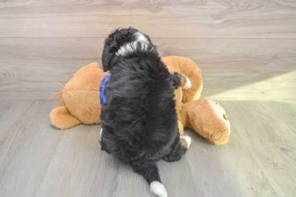 Happy Mini Bernedoodle Baby