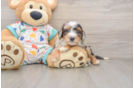 Mini Bernedoodle Puppy for Adoption